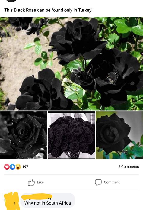 Cursed black rose Los Angeles